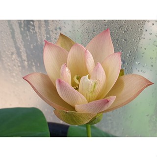 3 เมล็ดพันธุ์ บัว บัวสวยงาม บัวอ่าง บัวจิ๋ว บัวแคระ สายพันธุ์ Golden Sunset สีส้ม โอรส Lotus Seeds