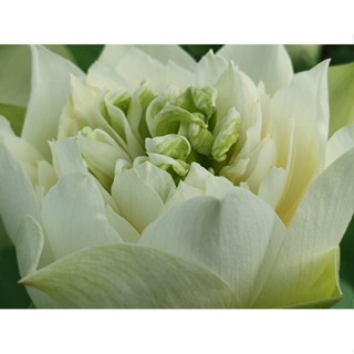 3 เมล็ดพันธุ์ บัว บัวสวยงาม บัวอ่าง บัวจิ๋ว บัวแคระ สายพันธุ์ White Pear Flower สีขาว Lotus Seeds