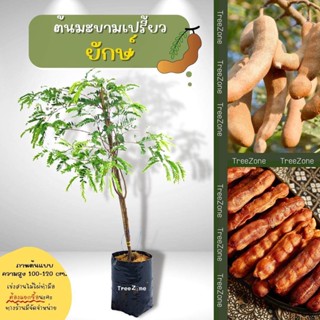 ต้นมะขามเปรี้ยวยักษ์(ไซซ์เล็ก) สูง 100-120 cm. (เกรดพรีเมียม ประกันพันธุ์แท้100%)