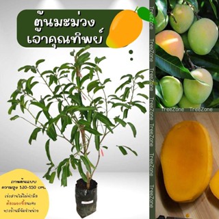 ต้นมะม่วงเจ้าคุณทิพย์ สูง130-150 cm.(เกรดพรีเมียม ประกันพันธุ์แท้100%)