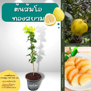 ต้นส้มโอทองสยาม(ไซซ์เล็ก) ความสูง 60-80 cm. (เกรดพรีเมียม ประกันพันธุ์แท้100%)