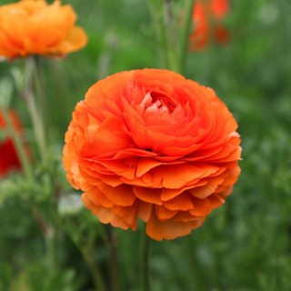 50 เมล็ดพันธุ์ เมล็ด เมล็ดพันธุ์ buttercup ดอกบัตเตอร์คัพ (Ranunculus)