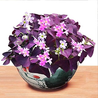 20 เมล็ดพันธุ์ เมล็ด ออกซาลิส เวอร์สิคัลเลอร์ Oxalis