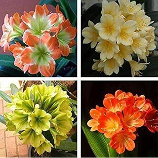 10 เมล็ดพันธุ์ เมล็ด คลิเวีย คลีเวีย ว่านสิบแสน คลิเวียด่าง Lily Clivia