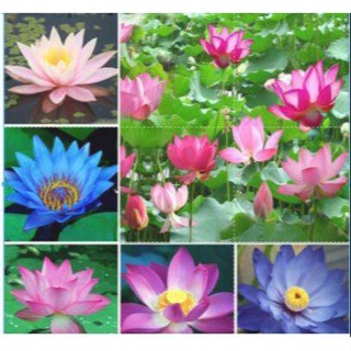 7 เมล็ด เมล็ดบัว คละสี ดอกใหญ่ สายพันธุ์เมล็ดบัว ดอกบัว Lotus