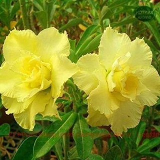 10 เมล็ด เมล็ดพันธุ์ ชวนชม Desert Rose สายพันธุ์ไต้หวัน สีเหลือง Adenium  กุหลาบทะเลทราย Desert Rose ราชินีบอนไซ