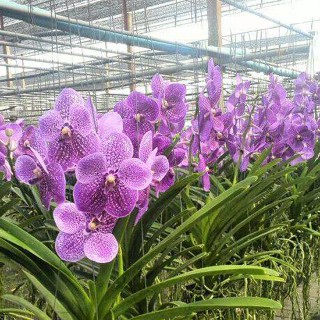 30 เมล็ดพันธุ์ เมล็ดกล้วยไม้ ฟาแลนนอปซิส (Phalaenopsis Orchids) Orchid flower