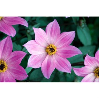 35 เมล็ด เมล็ดพันธุ์ Dahlia Magenta Star สายพันธุ์ยุโรป ดอกรักเร่  ดอกใหญ่  Dahlia