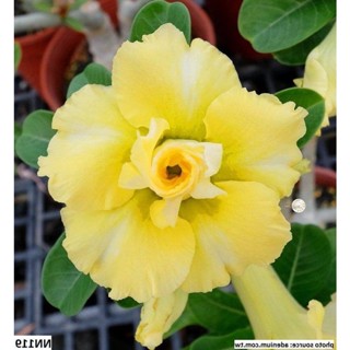 10 เมล็ด เมล็ดพันธุ์ ชวนชม สายพันธุ์ไต้หวัน สีเหลือง Adenium กุหลาบทะเลทราย Desert Rose ราชินีบอนไซ