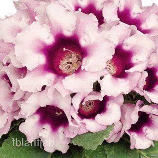 25 เมล็ดพันธุ์ เมล็ด กุหลาบนางฟ้า Gloxinia