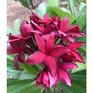 20 เมล็ด ลีลาวดี Frangipani , Pagoda Tree, Hawaii Plumeria สายพันธุ์ Deep Red สีแดง