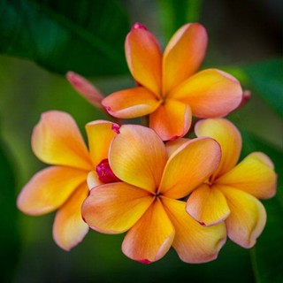 20 เมล็ด ลีลาวดี Frangipani , Pagoda Tree, Hawaii Plumeria สายพันธุ์ Apricot สีเหลือง