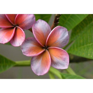 20 เมล็ด ลีลาวดี Frangipani , Pagoda Tree, Hawaii Plumeria สายพันธุ์ Tropical Aurora สีม่วง