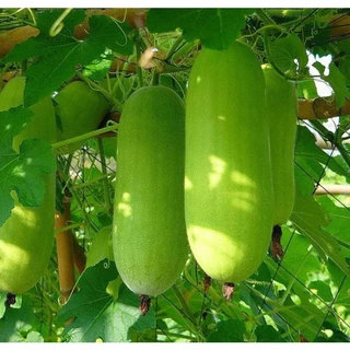 🌱เมล็ด แฟง 15 เมล็ด (ซื้อ5แถม1คละได้)