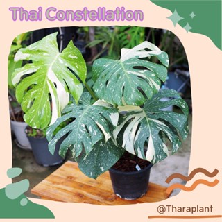 มอนเตอร่าไทคอน Monstera Thaicon Constellation ไทคอน ด่าง มอนด่าง ไม้ยอด รากเดินดี ลายสวย