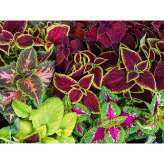 50 เมล็ด เมล็ดพันธุ์ ฤาษีผสม Coleus Seeds อัตรางอก 80-90% มีคู่มือปลูก