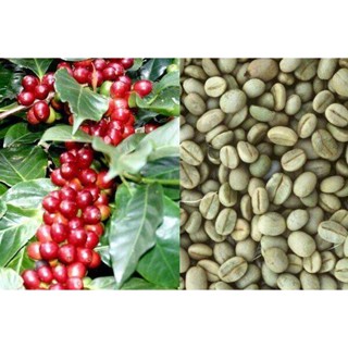 20 เมล็ด เมล็ดกาแฟ อราบิก้า (Arabica) เมล็ดพันธุ์กาแฟ จาก ดอยช้าง อัตราการงอก 70-80%