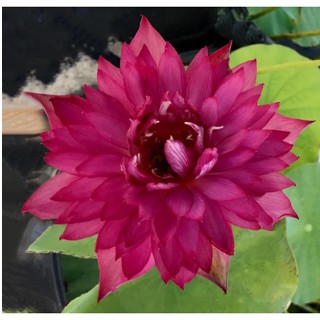 10 เมล็ดบัว สายพันธุ์ Red Silk Lotuses Flower Seeds สีแดง บัวหลวงนอก บัวสาย บัวไหว้พระ ดอกใหญ่ ประดับบ้าน ตกแต่งสวน