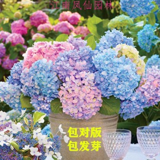 เมล็ดพันธุ์ไฮเดรนเยียคุณภาพสูงชาวไร่