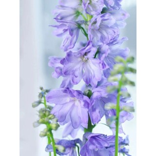 เมล็ดพันธุ์พืชน้ำ X12-Delphinium