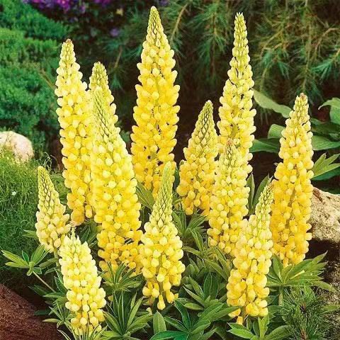 เมล็ดดอกไม้ perennial seeds รูปที่ 2