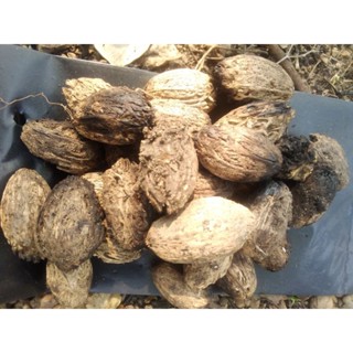 เมล็ดพันธุ์มะกอกป่าเม็ดแห้งพร้อมออกชุด24เม็ด20บาท