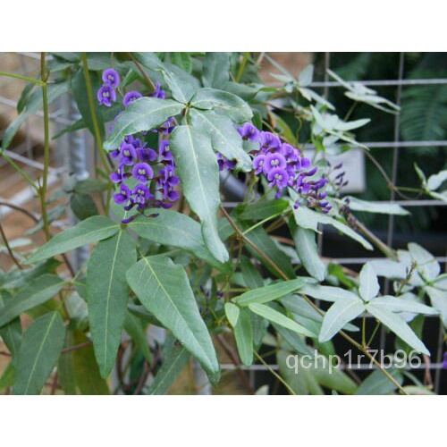 เมล็ด 5เมล็ด Glycine Coral, Glycine Australian, Hardenbergia Comptoniana ข้าวโพด