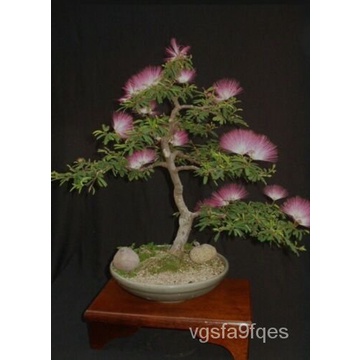 เมล็ด Albizia julirissin Mimosa bonsai ข้าวโพดไม้ผ้าไหมสีชมพูเปอร์เซีย10เมล็ดหายาก ข้าวโพด
