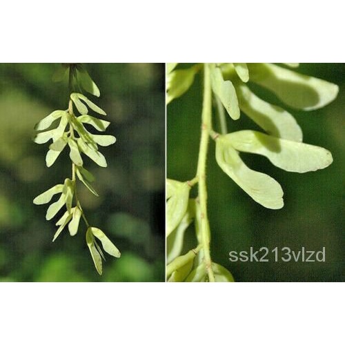 เมล็ด 20 Henry 'S Maple Seeds-Acer Cissifolium Subsp Henryi ข้าวโพด