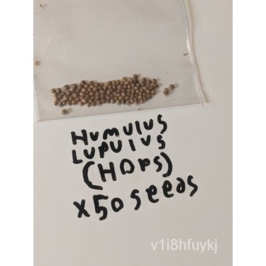 เมล็ด X50 Hops Aka Humulus Lupulus Seeds Organic Fresh Fertile ข้าวโพด