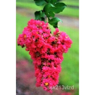 เมล็ด 25 Centennial Spirit Crepe myrtle seeds-Lagerstroemia indica & #039;Centennial spir ข้าวโพด