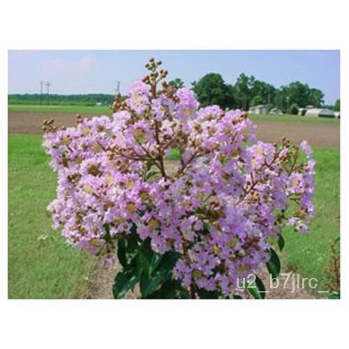 เมล็ด 25สายพันธุ์ appalachee Crepe myrtle SEED-Lagerstroemia indica ข้าวโพด