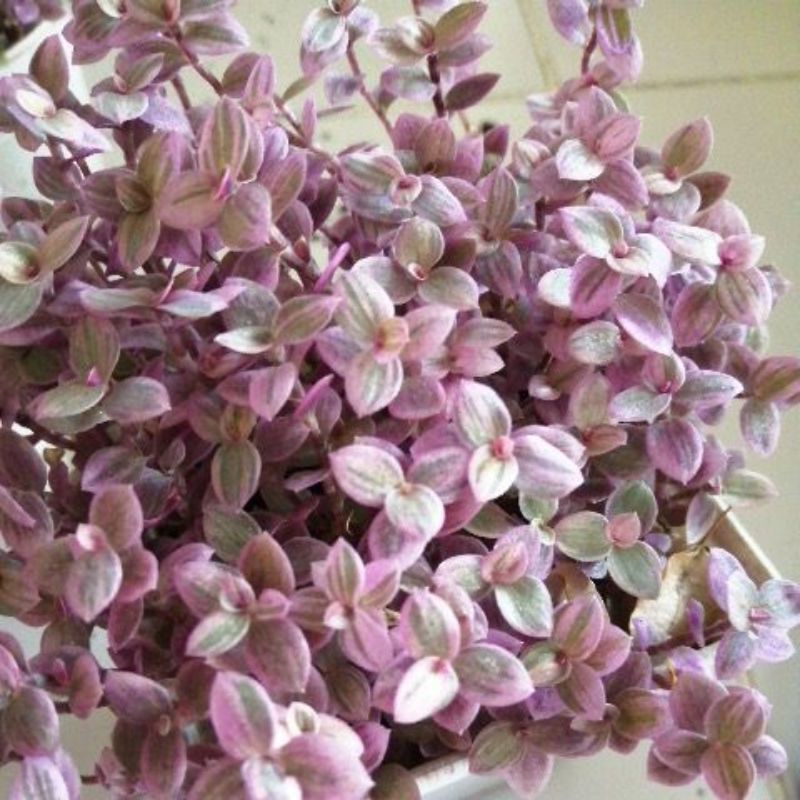 ริ้บบิ้นชาลีสีม่วง สีสวย จัดส่งพร้อมกระถาง 3 นิ้ว รูปที่ 3