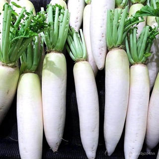 อินทรีย์็ด เพาะ ใหม่ ใหม่กาดหัว ไดคอนญี่ปุ่น (Japanese Minowase Daikon Radish Seed) บรรจุ 200 ใหม่็ด ใหม่ มะระ