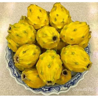 อินทรีย์็ด ใหม่็ด ตรงตามสายใหม่แท้ 100% กิ่งใหม่แก้วมังกรเหลืองเอกวาดอร์ Yellow Dragon fruit from Ecuador จากเมื ผักบุ้