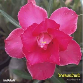 อินทรีย์็ด ใหม่็ด 12 ใหม่็ด ใหม่ ชวนชม สายใหม่ไต้หวัน มะระสีชมพู Adenium Seeds กุหลาบทะเลทราย Desert Rose ราชิน คะน