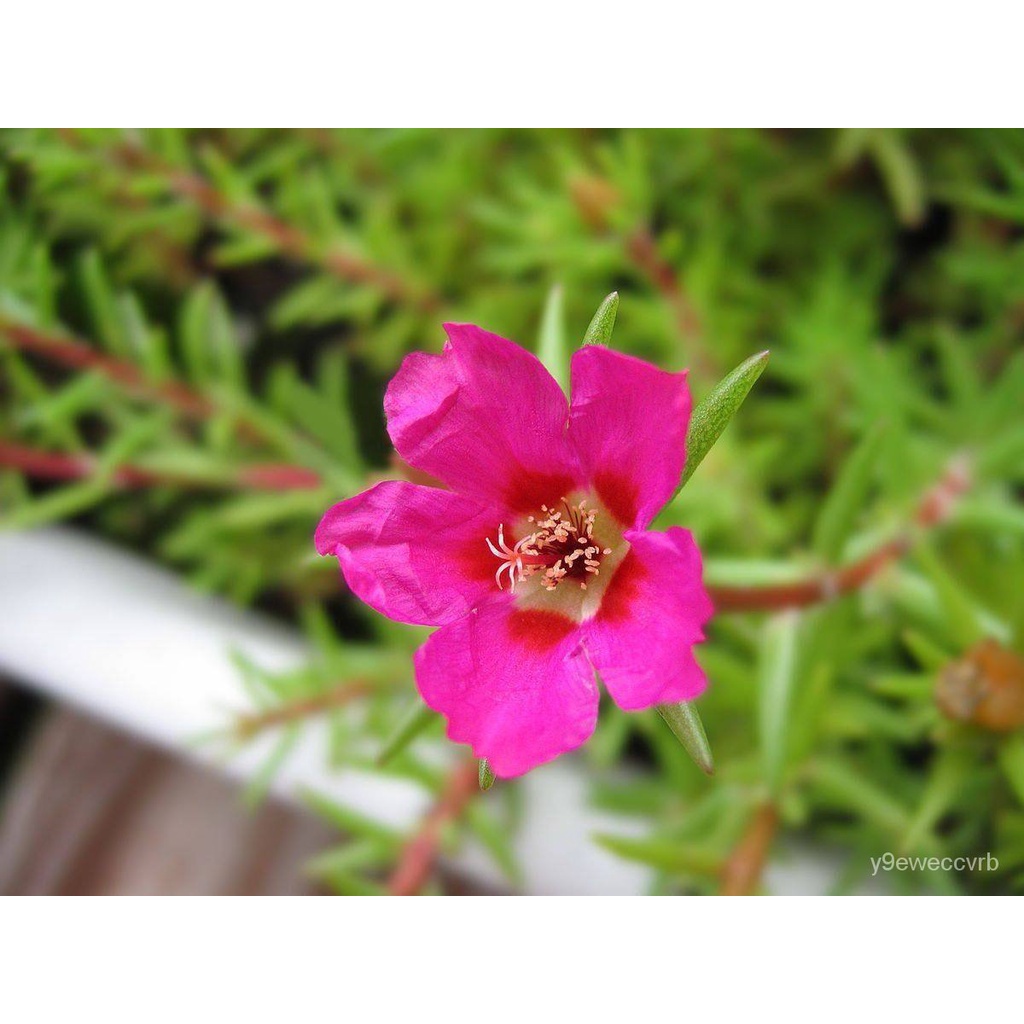 อินทรีย์็ด ใหม่็ด 20 ใหม่ ใหม่็ด คุณนายตื่นสาย หรือ แพรเซี่ยงไฮ้ Portulaca grandiflora Seed อัตราการ