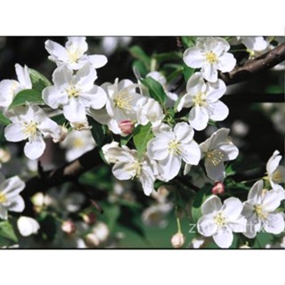 เมล็ด 15 Snow Drift Baby Apple Seeds-Malus X &amp; #039;Snowdrift &amp; #039; ต้นอ่อน