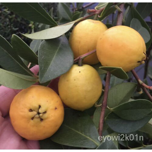 เมล็ด Large Golden Yellow Guava Seeds - Fruit Seeds - LIMITED STOCK ต้นอ่อน