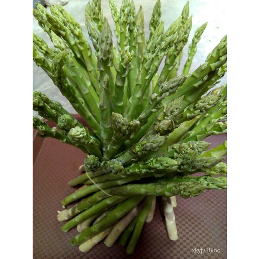 อินทรีย์็ด ใหม่็ด ใหม่ใหม่ใหม่ หน่อไม้ฝรั่ง Asparagus 15 ใหม่็ด ใหม่พืช seed ใหม่็ดใหม่ถู บาท