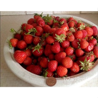 เมล็ด Albion Ever Bearing Strawberry Plant Seeds 3 X พืชต่อปี บาท
