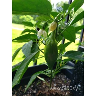 เมล็ด Jalapeno chilli 40 SEED Pack ชุด
