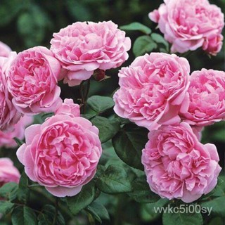 อินทรีย์็ด ใหม่็ด ใหม่ กุหลาบ ใหม่ Bishops Castle Rose Seeds ง่ายใง่าย่ นำเข้าจากต่างประเทศ พร้อมคู่มือ  5  ใหม