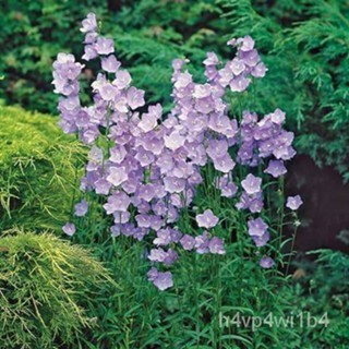 อินทรีย์็ด ใหม่็ด Plant Seeds ใหม่ Campanula persicifolia peach bellflower 200 ใหม่็ด Plant Seeds ใหม่นำเข้ ถู ง่าย