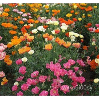 อินทรีย์็ด ใหม่็ด ใหม่ แคลิฟอร์เนียป็อปปี้ Eschscholzia Californica California poppy 200 ใหม่็ด ใหม่นำเข้าจ ถู ชุด