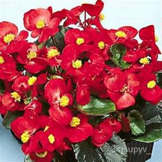 -BOGO เม็ดส่วนลดเมล็ดสีแดงBegonia-seed-50ขี้ผึ้ง50% KTUI