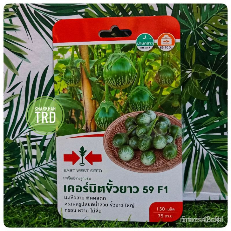 （เมล็ด）Mini Pack 150 Seeds KERMIT KUO YAO 59 F1 Biji Benih Terung Hijau Hybrid Roun/งอก ปลูก/งอก  กา