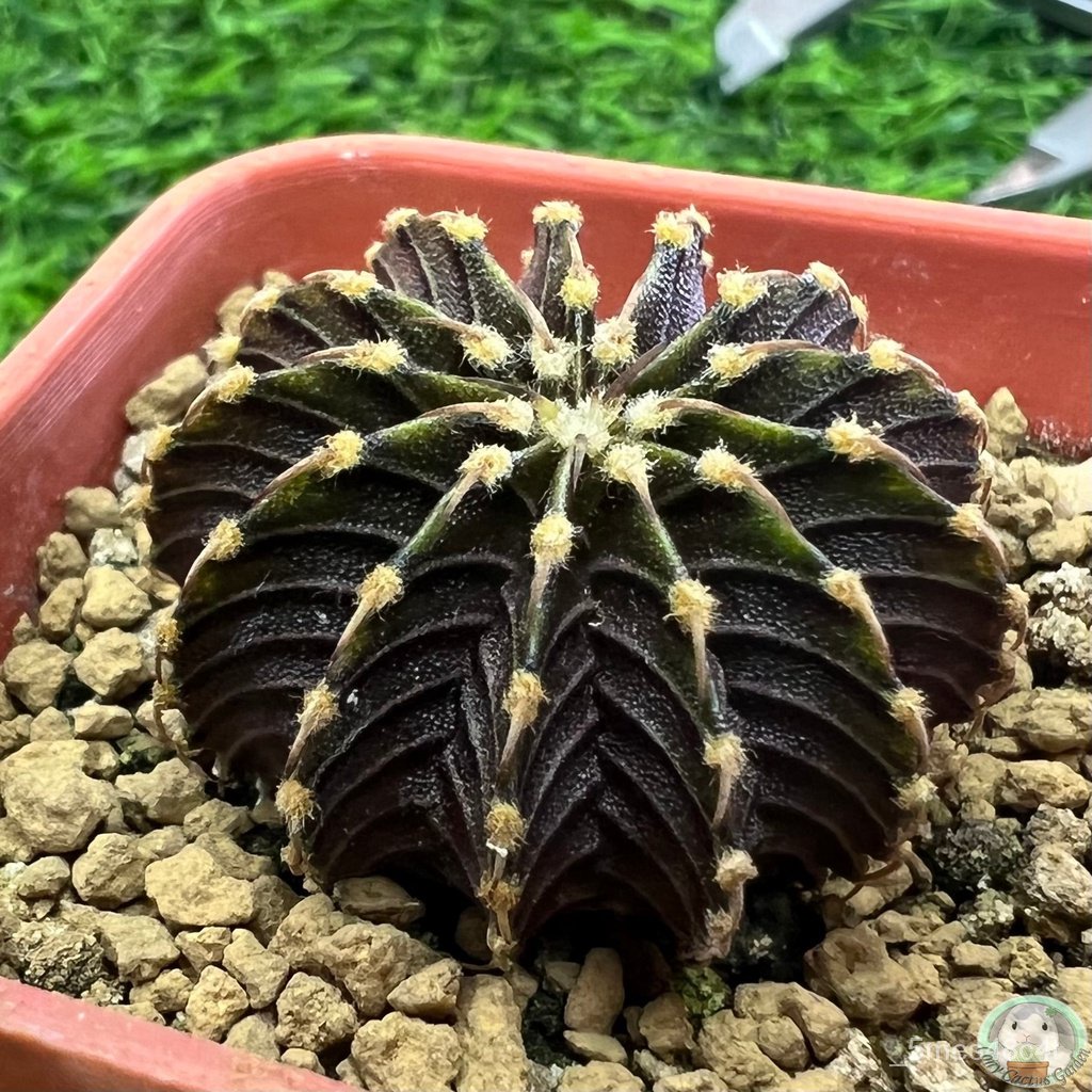 (R10) การยิมโน LB2178 แท้ 13 พู ไม้เมล็ด - (gymnocalycium) - แคคตัส/งอก ปลูก/งอก เมล็ด/งอก การ