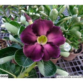 เมล็ด ใหม่็ด 10 ใหม่็ด ใหม่ Home Plant Seed ชวนชม สายใหม่ไต้หวัน สีม่วง Adenium Seed กุหลาบทะเลทราย Deser เพาะ