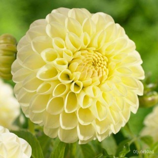 เมล็ด ใหม่็ด ใหม่ dahlia pinnata pompon 30 ใหม่็ด ใหม่นำเข้าจาก อังกฤษ ใหม่ เพาะ